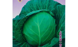 早春甘蓝露天种植时间