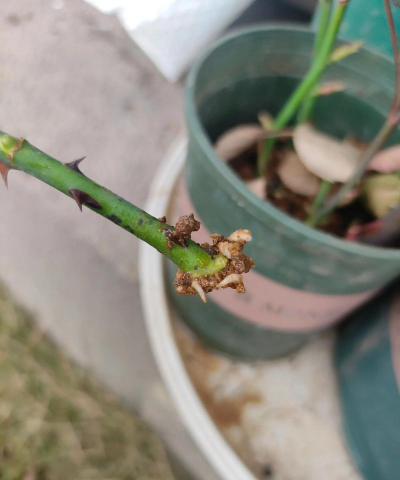 小众送妈妈的花有哪些花