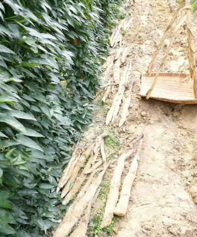 南方淮山种植技术