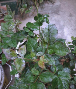 小众送妈妈的花有哪些花