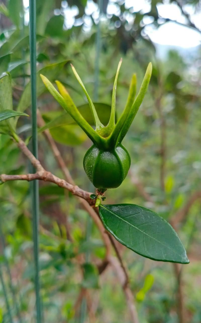 小众送妈妈的花有哪些花