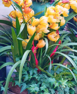 小众送妈妈的花有哪些花