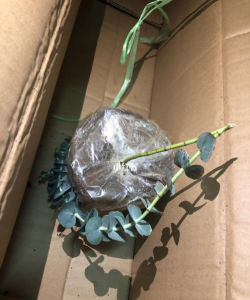 小众送妈妈的花有哪些花