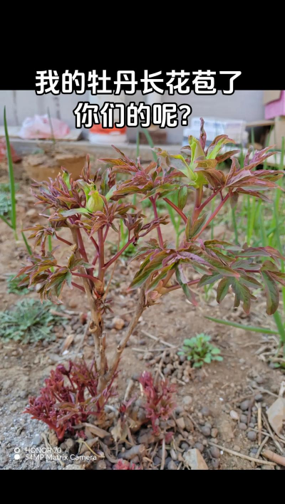 小众送妈妈的花有哪些花