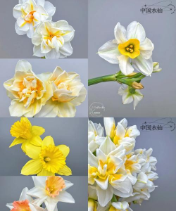 小众送妈妈的花有哪些花