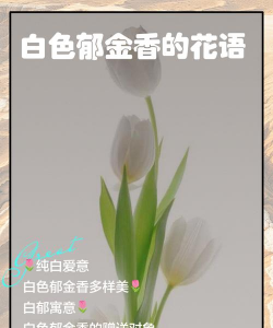 小众送妈妈的花有哪些花