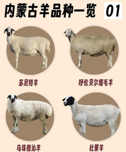 蒙古羊品种有哪些