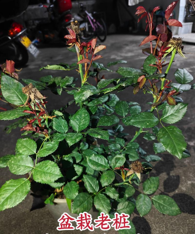 小众送妈妈的花有哪些花