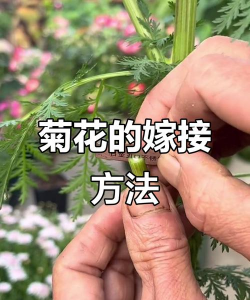 如何用菊花嫁接