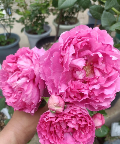 小众送妈妈的花有哪些花