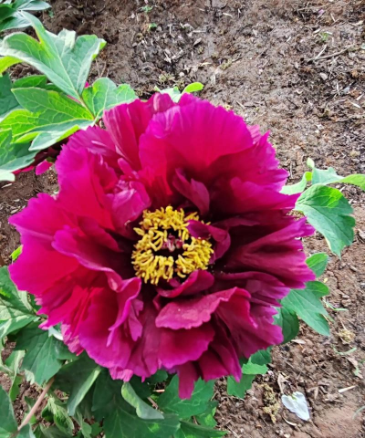 小众送妈妈的花有哪些花