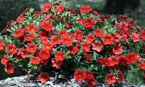 矮牵牛耐寒多少度