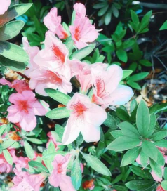 小众送妈妈的花有哪些花