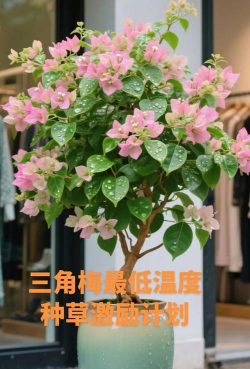 小众送妈妈的花有哪些花