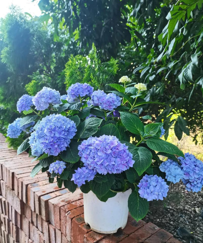 小众送妈妈的花有哪些花