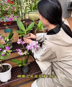 小众送妈妈的花有哪些花