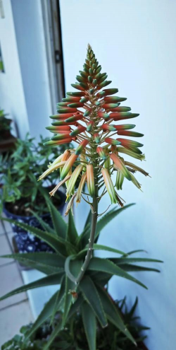 小众送妈妈的花有哪些花