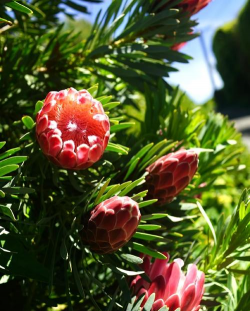 小众送妈妈的花有哪些花