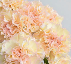 小众送妈妈的花有哪些花