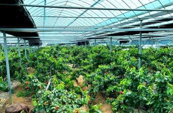 小众送妈妈的花有哪些花