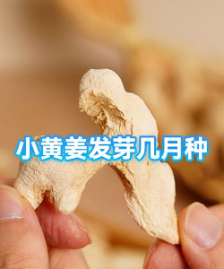 小黄姜种植时间