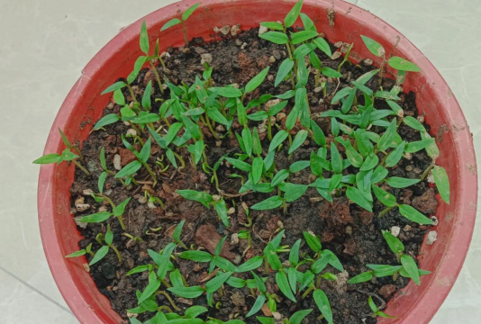 小米椒的种子可以直接种吗