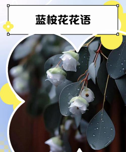 蓝桉的花语是什么意思