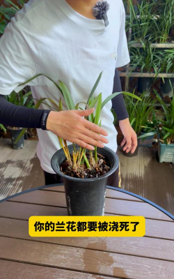 小众送妈妈的花有哪些花