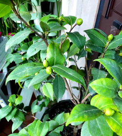 小众送妈妈的花有哪些花