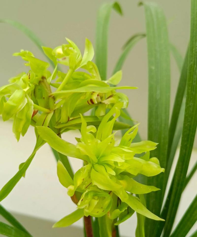 小众送妈妈的花有哪些花