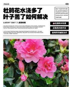 小众送妈妈的花有哪些花