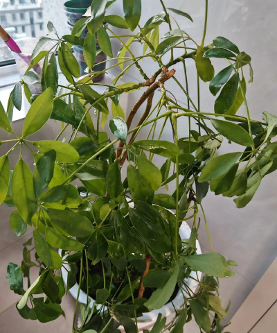 鸭脚木冻坏了还能活吗 鸭脚木冻坏了还能活吗