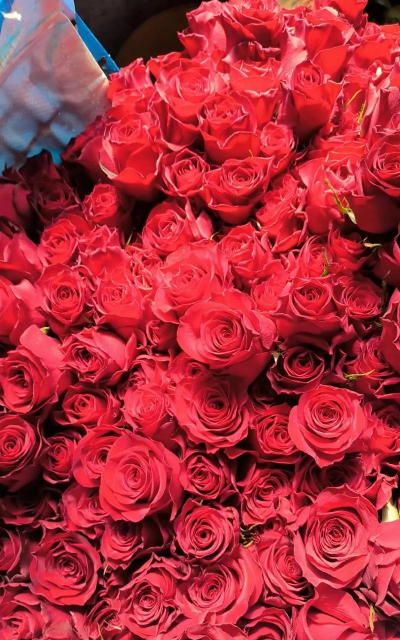 小众送妈妈的花有哪些花