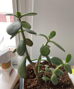 玉树叶子冻了还能活吗 玉树叶子冻了还能活吗