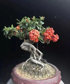 小众送妈妈的花有哪些花