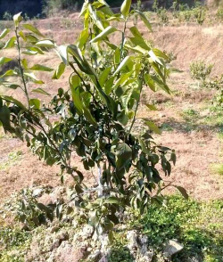 小众送妈妈的花有哪些花