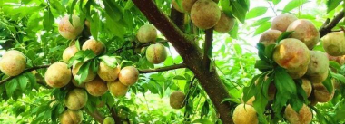 小众送妈妈的花有哪些花