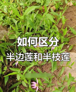 半枝莲和半边莲的区别