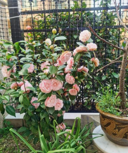 小众送妈妈的花有哪些花