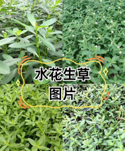水花生是什么植物 水花生是什么植物