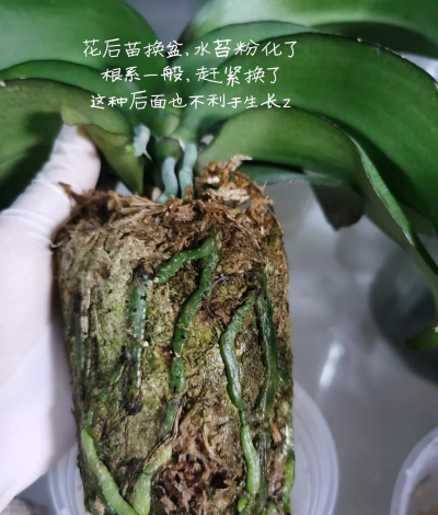 小众送妈妈的花有哪些花