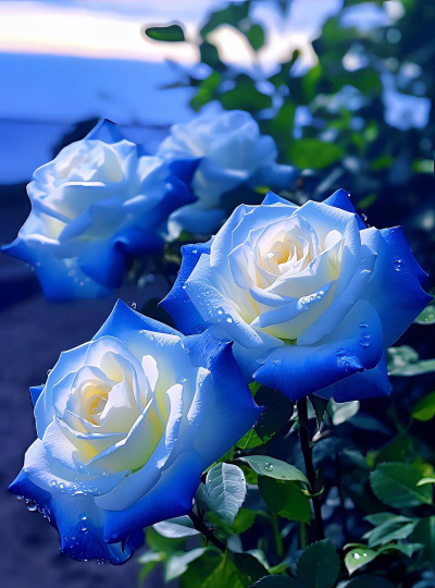 小众送妈妈的花有哪些花