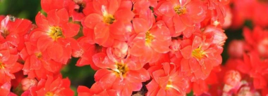 小众送妈妈的花有哪些花