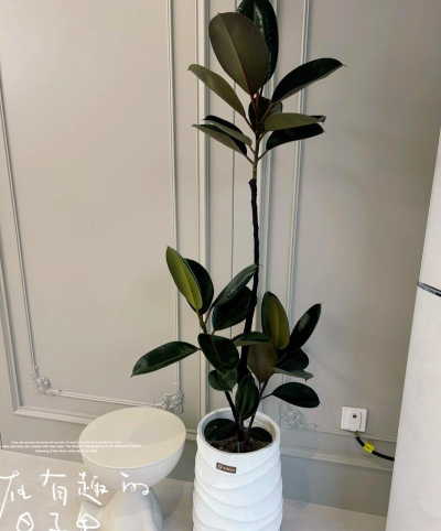 小众送妈妈的花有哪些花