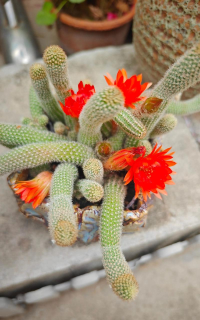 小众送妈妈的花有哪些花