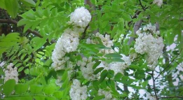 小众送妈妈的花有哪些花