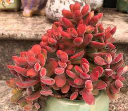 小众送妈妈的花有哪些花