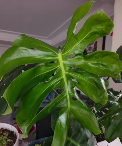 小众送妈妈的花有哪些花