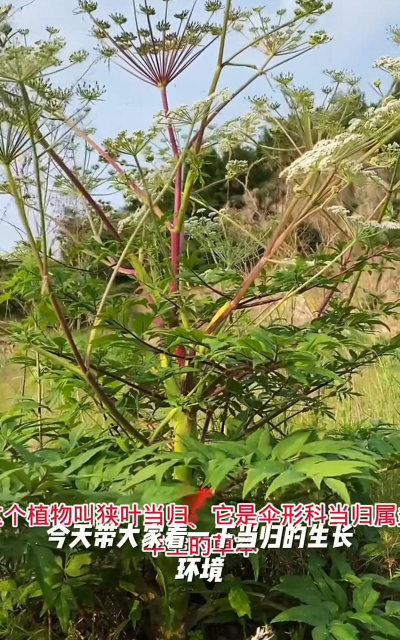 当归来源于什么科植物