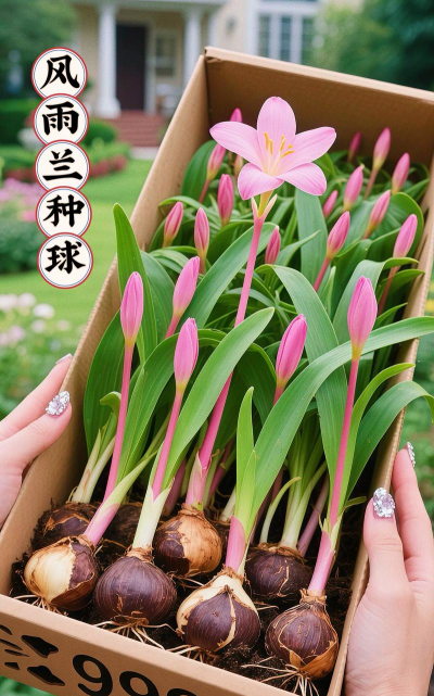 风雨兰冬天起球吗